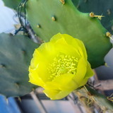 Fatima Pires Guilherme