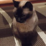 Marisiane Casagrande