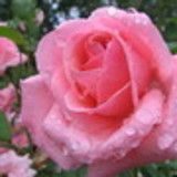 vera lucia de l. silva