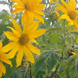 Sonia Nogueira da Gama Gondim