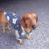 Laura Cristina Xavier da Silva Colla