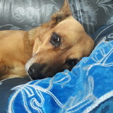 Mariana Campos Valério