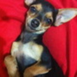 Ana Claudia Mendes Rocha Rocha