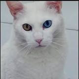 Daiana Cristina Sonsim