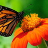 Vivian Falcão Raposo