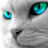 Michelle Cristina Firmino