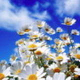 Cláudia  Gonçalves