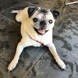 ana carolina vieira fonai