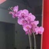 Maria Lucia Cerdeira