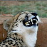 REGINA DA SILVA SANTOS