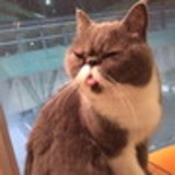 Marcia Midori Miyashita