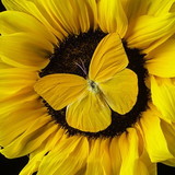 Aline Patrícia Duarte