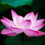 Elaine Ferreira  rapes