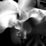 Artesanto Orquídea Negra