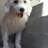 Juliana Duarte dos Santos da Silva