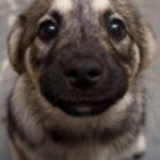 Daniel de Paula Ferreira e Medeiros