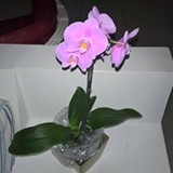 maria cristina cardarelli