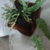 CECILIA RAQUEL MARCELINO DA SILVA