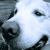 Isabel Cristina Loureiro