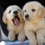 Amanda de Paula Borges