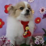 karime colalillo de souza