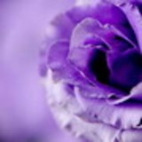 Carla regina santos Ferreira