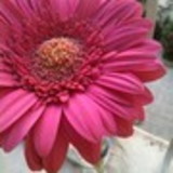 Clarissa Marinho da Rocha