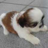 gleison adriano coutinho magalhaes