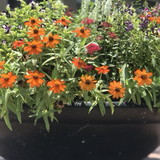 Daniela Vieira Prado