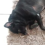 marilia paduan giannini