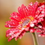 Alessandra Bento Santana