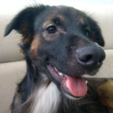 Larissa Loureiro Pereira