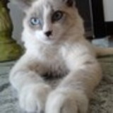 Valéria Cristina Munhoz de Camargo