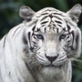 ISABEL CRISTINA GIACOMINI