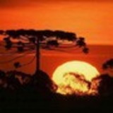 Ateliê  Pinheiros da Serra