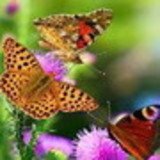 Eliana Fernandes da Silva Placido