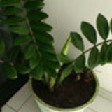 adir queirós da silva