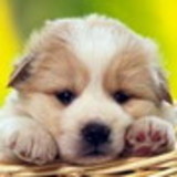 gildinalva gomes da silva