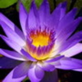 Vera Lucia Zanichelli