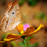 Gabriela Gióra do Nascimento Turatti
