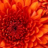 maria fatima molinari