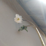 Débora Marques Passella