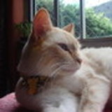 Eloiza Henrique de Macedo