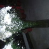 Suzana Regina da Rosa