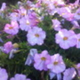 Veronica Abreu e Soares