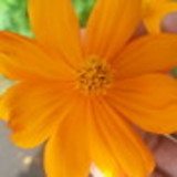 Francine Pereira Barcello