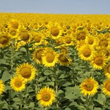 luciana cristina buarque de tavares maia