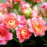 Gabrielle Carvalho Heindl