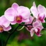 Patricia Tomain S Nolasco