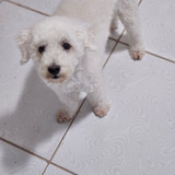 TAMIRES AMANCIO FERREIRA